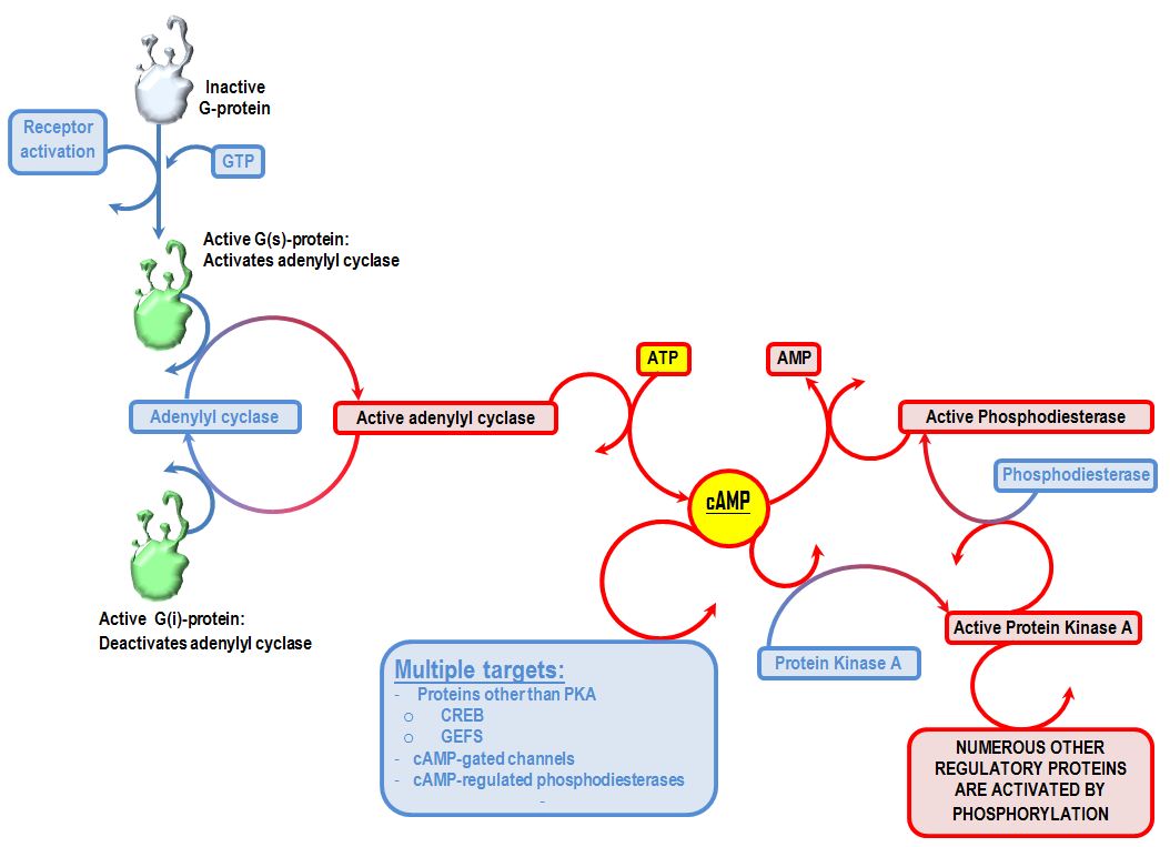 Cyclic AMP (cAMP) Deranged Physiology